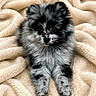 Cruella is registered to the contest to win money with this photo: dog, puppy, pomeranian, fluffy, black, grey, speckled, cute, pet, animal, fur, blanket, cozy, lying_down, indoor, small_dog, adorable, soft_texture, resting, companion