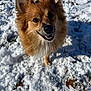 animal, canine, closeup, cute, daylight, dog, friendly, fur, happy, leaf, mammal, nature, outdoor, pet, playful, portrait, smiling, snow, sunlight, winter