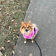 Eevee is registered to the contest to win money with this photo: autumn, brown_fur, cute, dog, fallen_leaves, fluffy, grass, harness, leash, looking_up, outdoor, pavement, pet, pink_sweater, pomeranian, portrait, sidewalk, sitting, small_dog, street_walk