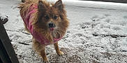 Eevee is registered to the contest to win money with this photo: backyard, cute, deck, dog, doormat, eyes, fur, looking_at_camera, nose, outdoor, paws, pet, pink_sweater, pomeranian, porch, small_dog, snow, tongue_out, winter, wooden_railing