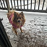 backyard, cute, deck, dog, doormat, eyes, fur, looking_at_camera, nose, outdoor, paws, pet, pink_sweater, pomeranian, porch, small_dog, snow, tongue_out, winter, wooden_railing