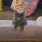 Monroe is registered to the contest to win money with this photo: animal, bag, cat, chair, climbing, colorful, curious, cute, domestic_cat, feline, fluffy, fur, gray_fur, indoor, kitten, patterned_bag, pet, pink_chair, wooden_floor, young_cat