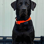 Samual joined the competition — help win amazing prizes! dog, black_dog, collar, pet, animal, canine, sitting, portrait, outdoor, watchful, ears, fur, brown_eyes, fence, guard, alert, pet_accessory, animal_portrait, companion, domestic_animal