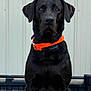 dog, black_dog, collar, pet, animal, canine, sitting, portrait, outdoor, watchful, ears, fur, brown_eyes, fence, guard, alert, pet_accessory, animal_portrait, companion, domestic_animal