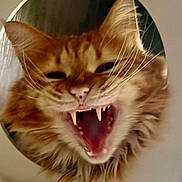 Maxxy is registered to the contest to win money with this photo: cat, ginger_cat, close_up, mouth_open, teeth, whiskers, fur, animal, pet, face, circular_frame, indoor, cute, feline, expression, sharp_teeth, portrait, head, orange_fur, playful