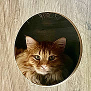 Max is registered to the contest to win money with this photo: cat, orange_tabby, fluffy, fur, face, eyes, whiskers, wood, circular_hole, cozy, pet, animal, indoor, closeup, portrait, feline, cute, curious, resting, calm