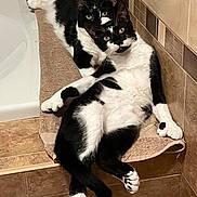 Walter And Stanley is registered to the contest to win money with this photo: cat, tuxedo_cat, two_cats, pair, bathroom, towel, tiles, lounging, paws, whiskers, yellow_eyes, looking_at_camera, relaxing, indoor, pet, feline, cuddle, bathtub, ledge, black_and_white