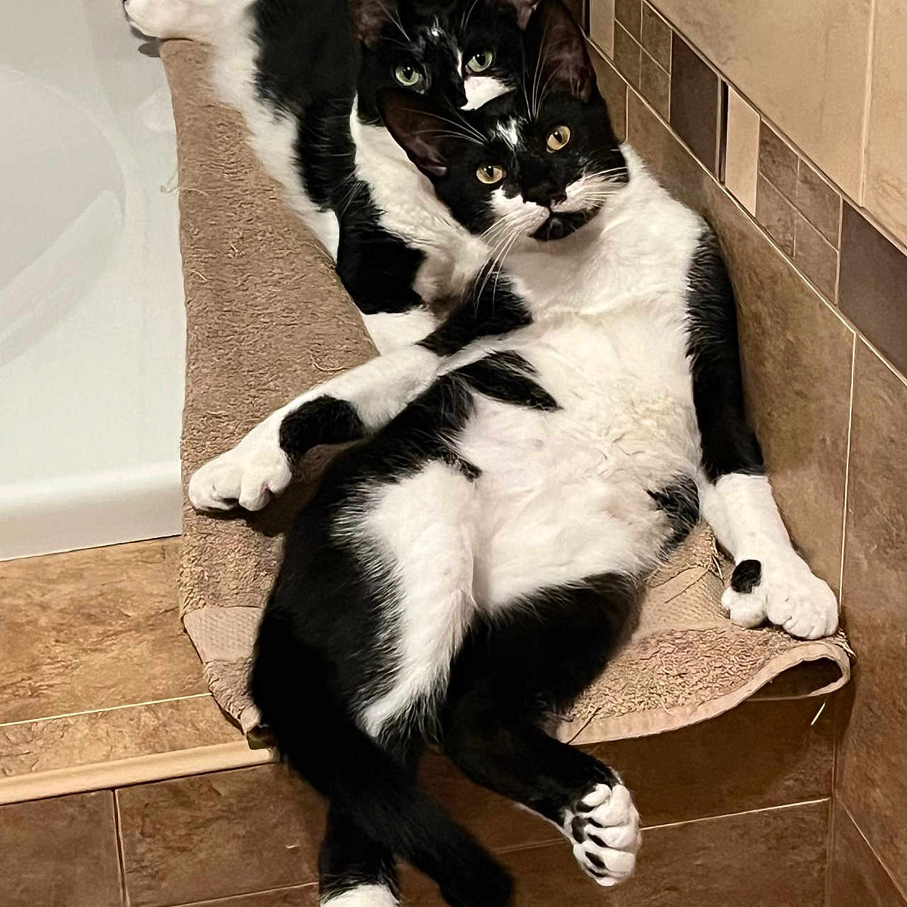 Walter And Stanley is registered to the contest to win money with this photo: bathroom, bathtub, black_and_white, cat, cuddle, feline, indoor, ledge, looking_at_camera, lounging, pair, paws, pet, relaxing, tiles, towel, tuxedo_cat, two_cats, whiskers, yellow_eyes