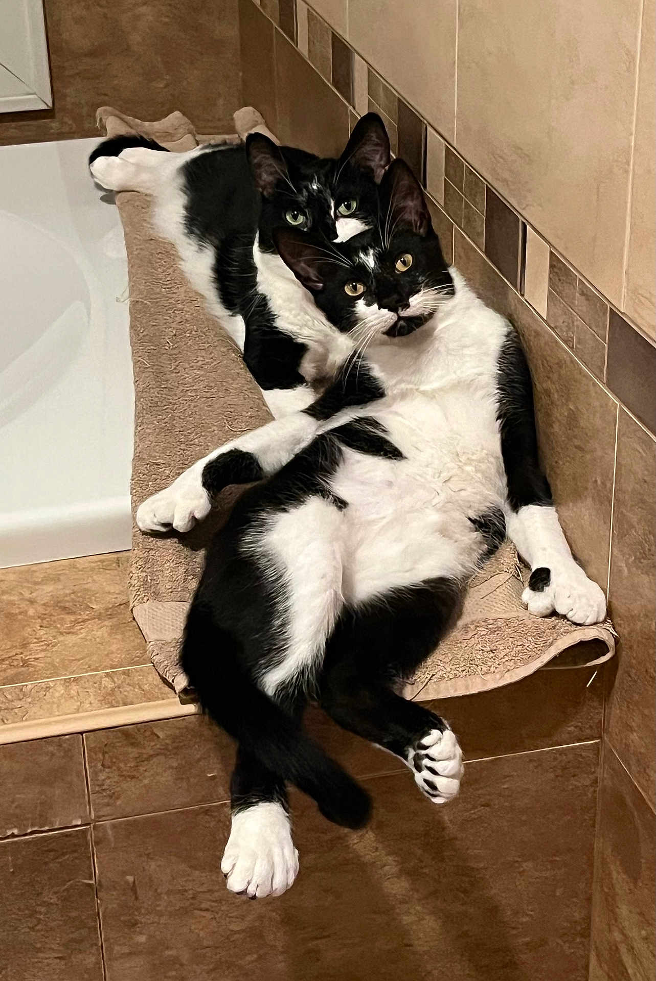 Walter And Stanley is registered to the contest to win money with this photo: cat, tuxedo_cat, two_cats, pair, bathroom, towel, tiles, lounging, paws, whiskers, yellow_eyes, looking_at_camera, relaxing, indoor, pet, feline, cuddle, bathtub, ledge, black_and_white