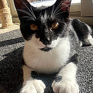 Walter joined the competition — help win amazing prizes! cat, tuxedo_cat, indoor, sunlight, carpet, whiskers, window, snow, outdoor_view, pet, feline, close_up, relaxing, paw, ears, eyes, black_and_white, home, cozy, animal