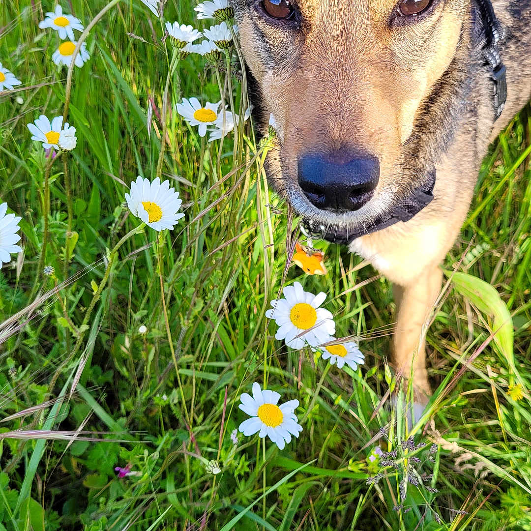 Molly a rejoint le concours — aidez-le/la à gagner de superbes lots ! anemone, animal, canine, countryside, daisy, dog, field, flower, grass, grassland, herbal, herbs, hound, nature, outdoors, pet, petal, plant, puppy, vegetation