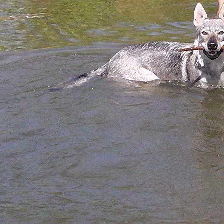 Iaito Des Loups D'akairo