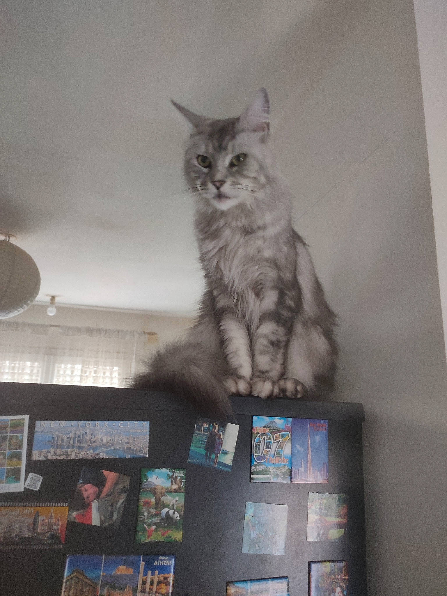 Sakura a rejoint le concours — aidez-le/la à gagner de superbes lots ! art, box, carnivore, cat, display_device, domestic_short_haired_cat, felidae, fur, grey, mechanical_fan, monochrome_photography, paw, room, shelf, small_to_medium_sized_cats, snout, tail, visual_arts, whiskers, window