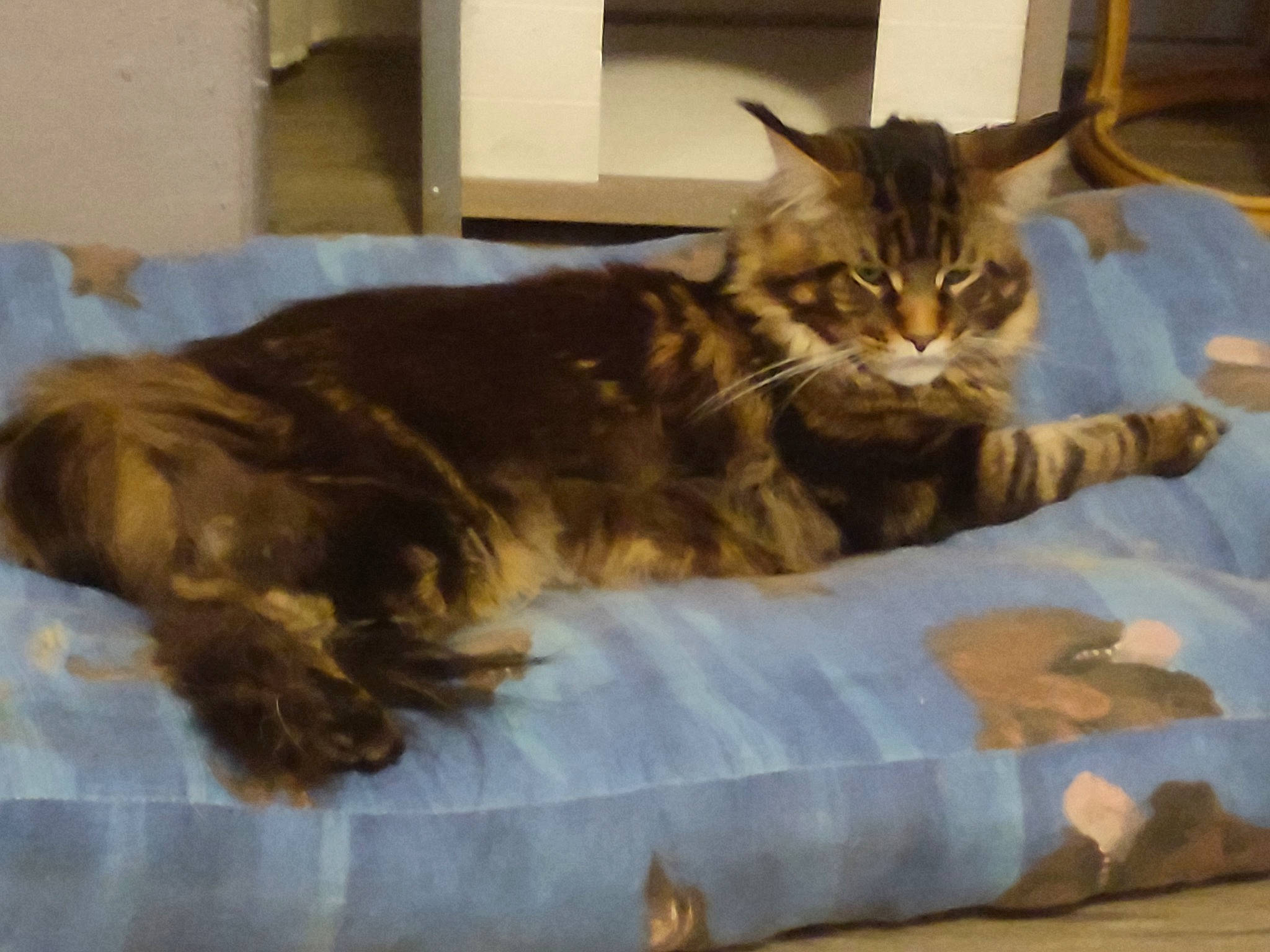 Tigrou a rejoint le concours — aidez-le/la à gagner de superbes lots ! bed, bedding, carnivore, cat, cat_supply, claw, comfort, domestic_short_haired_cat, fawn, felidae, fur, linens, nap, paw, pet_supply, room, small_to_medium_sized_cats, tail, terrestrial_animal, whiskers