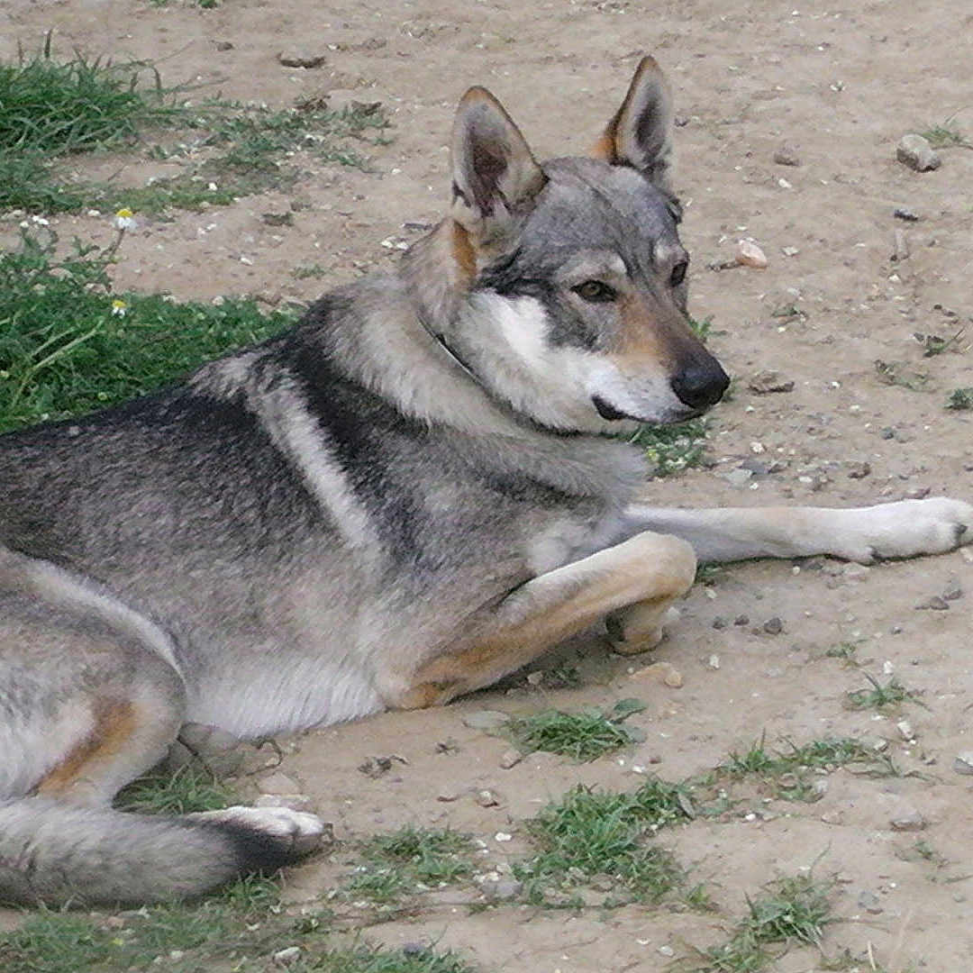Iaito