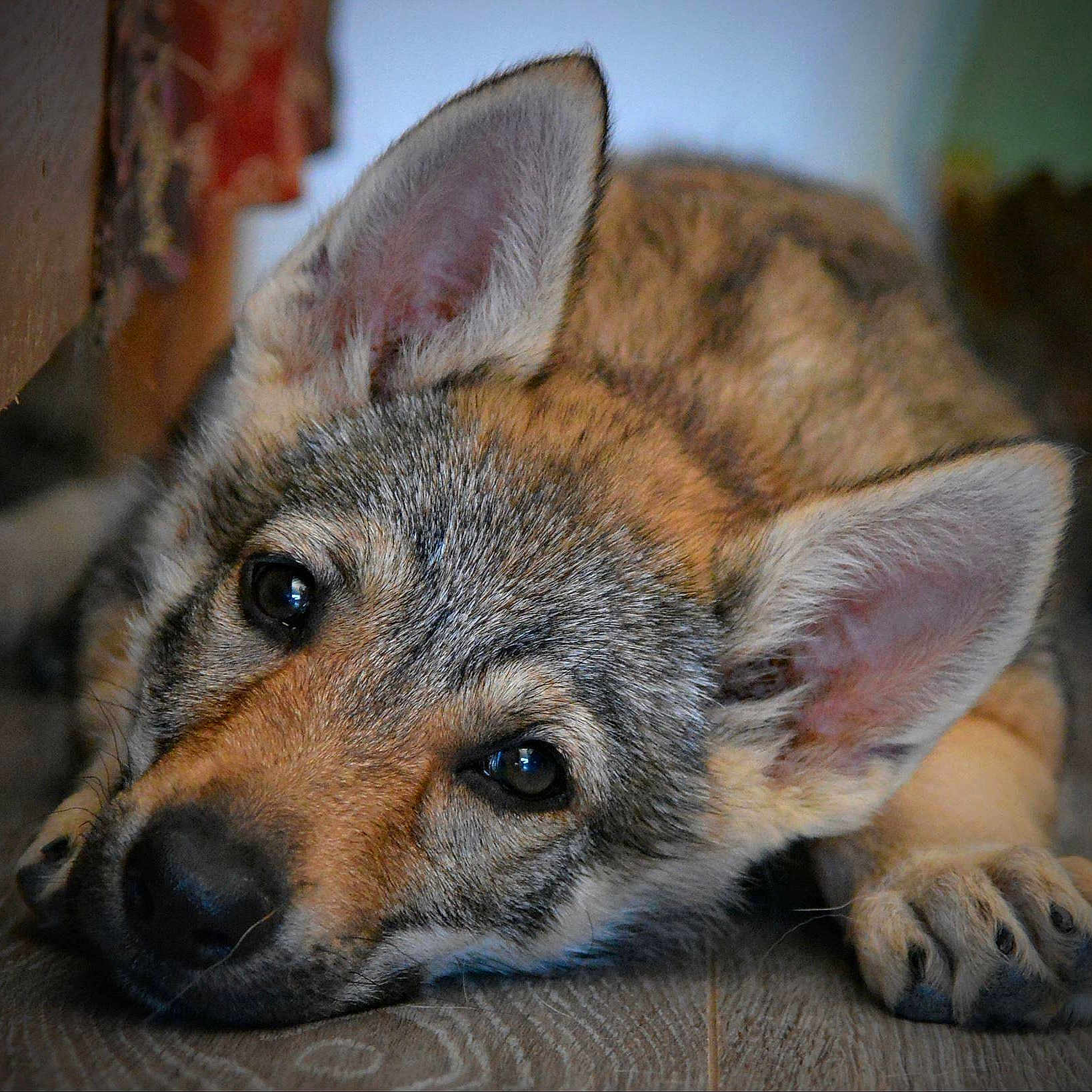 Laika