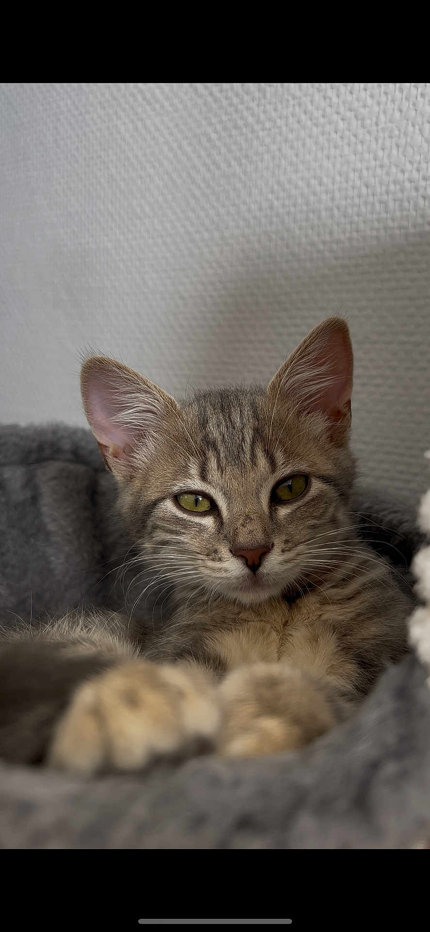 Nami a rejoint le concours — aidez-le/la à gagner de superbes lots ! animal, bed, cat, close_up, cozy, cute, domestic, ears, feline, fur, indoor, kitten, pet, portrait, relaxed, resting, sleepy, soft_texture, tabby, whiskers