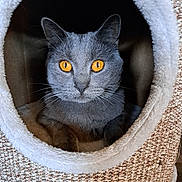 Ubert participe au concours pour gagner de l'argent avec cette photo : animal, cat, cat_cave, closeup, cozy, ears, feline, fluffy, golden_eyes, gray_cat, home_decor, indoor, pet, pet_bed, portrait, sitting, staring, symmetrical, whiskers, woven_basket