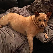 Kilo joined the competition — help win amazing prizes! dog, tan_dog, pet, animal, canine, lying_down, relaxed, couch, blanket, pillow, indoors, portrait, brown, short_hair, pointed_ears, dark_background, cozy, looking_at_camera, front_legs, home