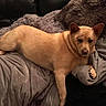 dog, tan_dog, pet, animal, canine, lying_down, relaxed, couch, blanket, pillow, indoors, portrait, brown, short_hair, pointed_ears, dark_background, cozy, looking_at_camera, front_legs, home