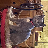 Satine a rejoint le concours — aidez-le/la à gagner de superbes lots ! canidae, carnivore, collar, dog_breed, fawn, fedora, felidae, fur, hat, helmet, liver, mammal, pet_supply, small_to_medium_sized_cats, snout, sporting_group, vertebrate, whiskers, wood, working_animal