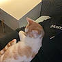 Appo participe au concours pour gagner de l'argent avec cette photo : cat, ginger_cat, white_cat, pet, indoor, person, lap, furniture, bedside_table, wallpaper, relaxing, comfort, resting, animal, domestic, cozy, light, home, casual, black_clothing