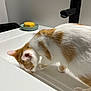 Appo participe au concours pour gagner de l'argent avec cette photo : cat, orange_and_white_cat, sink, black_faucet, soap, soap_dish, curious_cat, indoor, pet, animal, clean_sink, white_surface, close_up, side_profile, fur, domestic_cat, household, bathroom, pet_drinking, quiet_moment