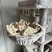 Appo participe au concours pour gagner de l'argent avec cette photo : cat, kitten, cat_tree, blanket, indoor, cozy, pet, furniture, plush, curious, orange_and_white, resting, home, animal, soft, cute, comfy, young_cat, fur, relaxing