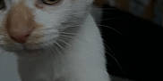 Appo participe au concours pour gagner de l'argent avec cette photo : cat, orange_and_white, close_up, curious, paw, whiskers, indoor, pet, animal, feline, face, ears, eyes, nose, fur, domestic, cute, playful, young, looking