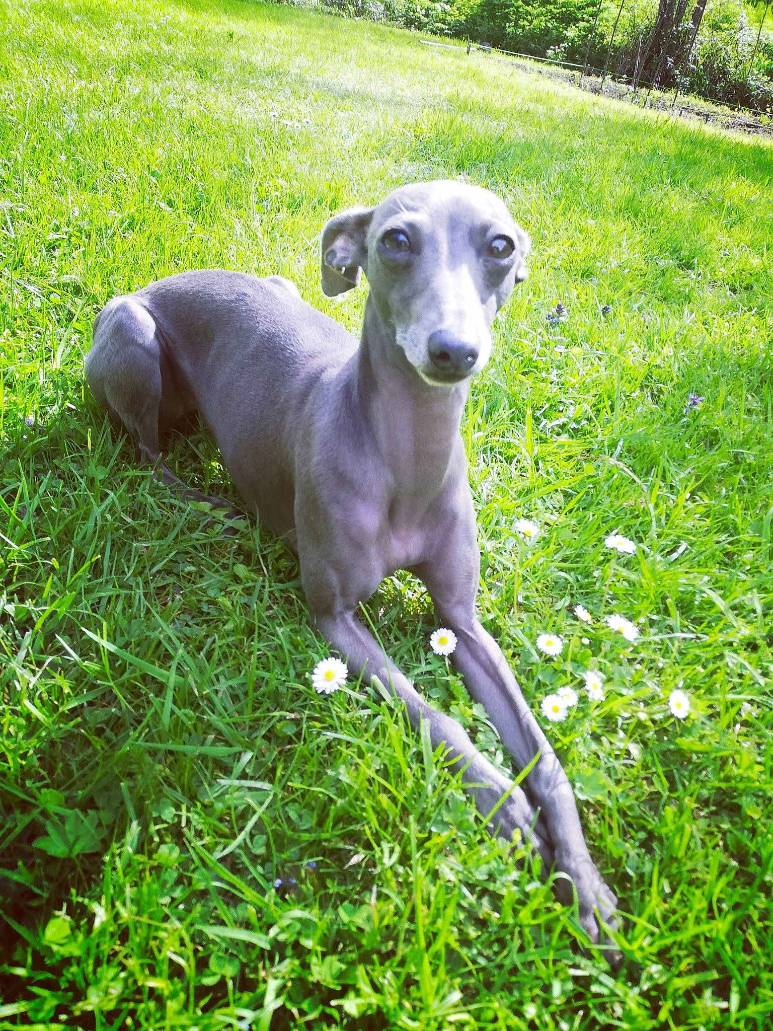 Nymphéa a rejoint le concours — aidez-le/la à gagner de superbes lots ! azawakh, canidae, carnivore, chippiparai, dog, dog_breed, galgo_espanol, grass, greyhound, hortaya_borzaya, italian_greyhound, longhaired_whippet, lurcher, magyar_agar, mammal, mudhol_hound, polish_greyhound, sighthound, vertebrate, whippet