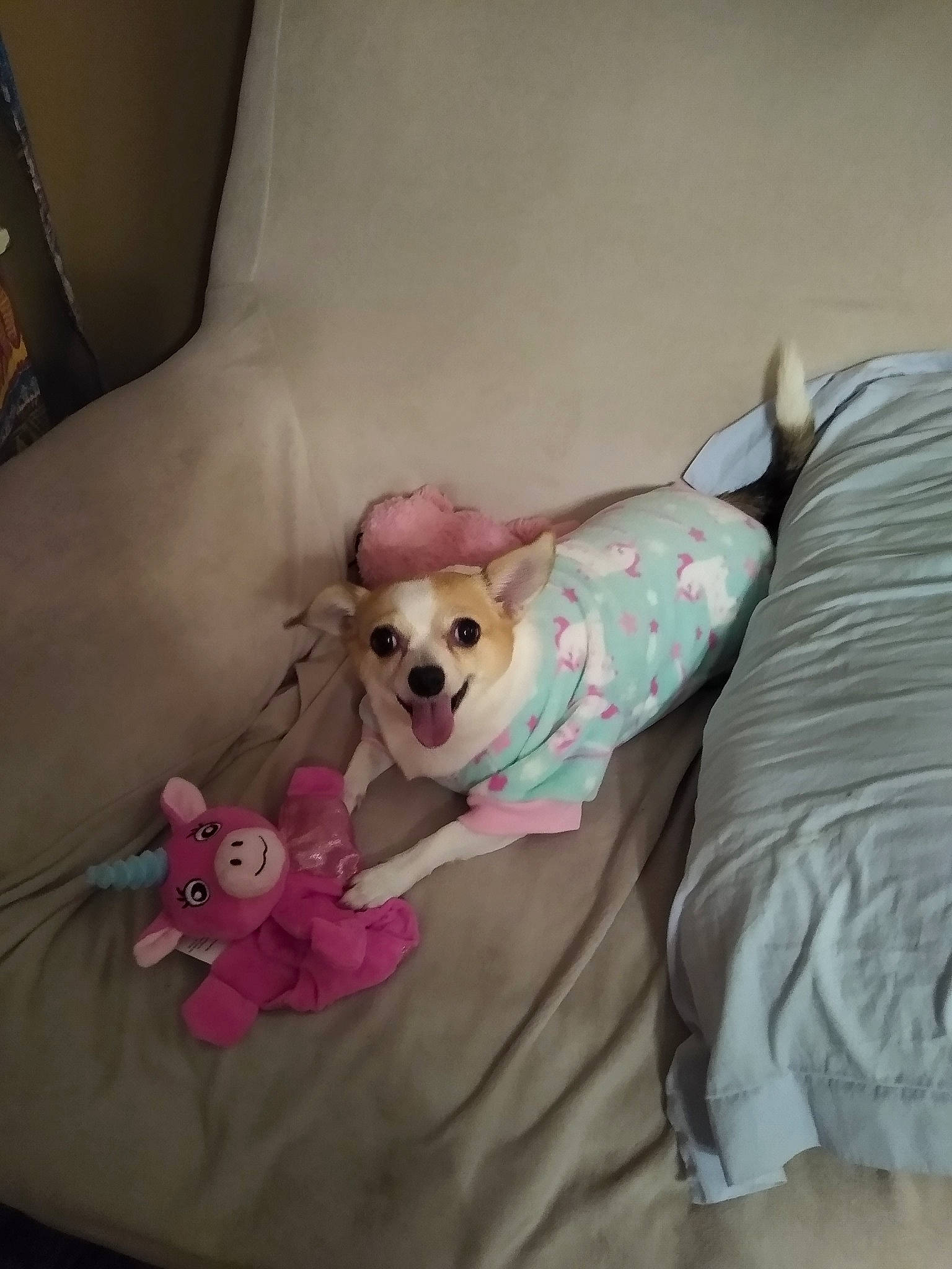 Sita is registered to the contest to win money with this photo: bag, bed, bedding, canidae, carnivore, comfort, companion_dog, couch, dog, dog_breed, dog_supply, fawn, linens, pillow, pink, sporting_group, stuffed_toy, throw_pillow, toy_dog, working_animal