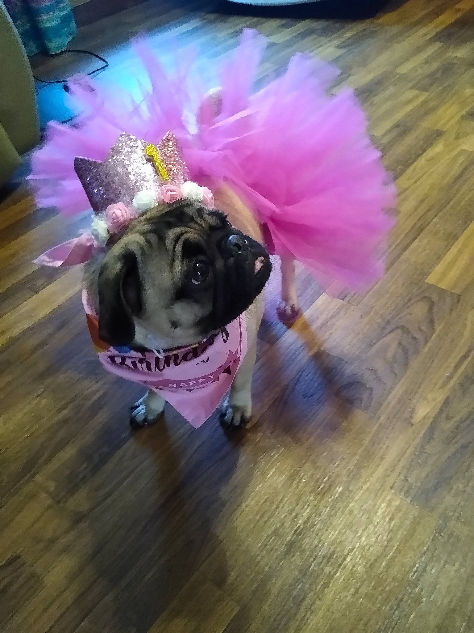 Ivy is registered to the contest to win money with this photo: carnivore, collar, companion_dog, dog, dog_breed, dog_clothes, dog_supply, fawn, floor, flooring, hardwood, magenta, pet_supply, pink, purple, snout, sporting_group, toy_dog, wood, working_animal