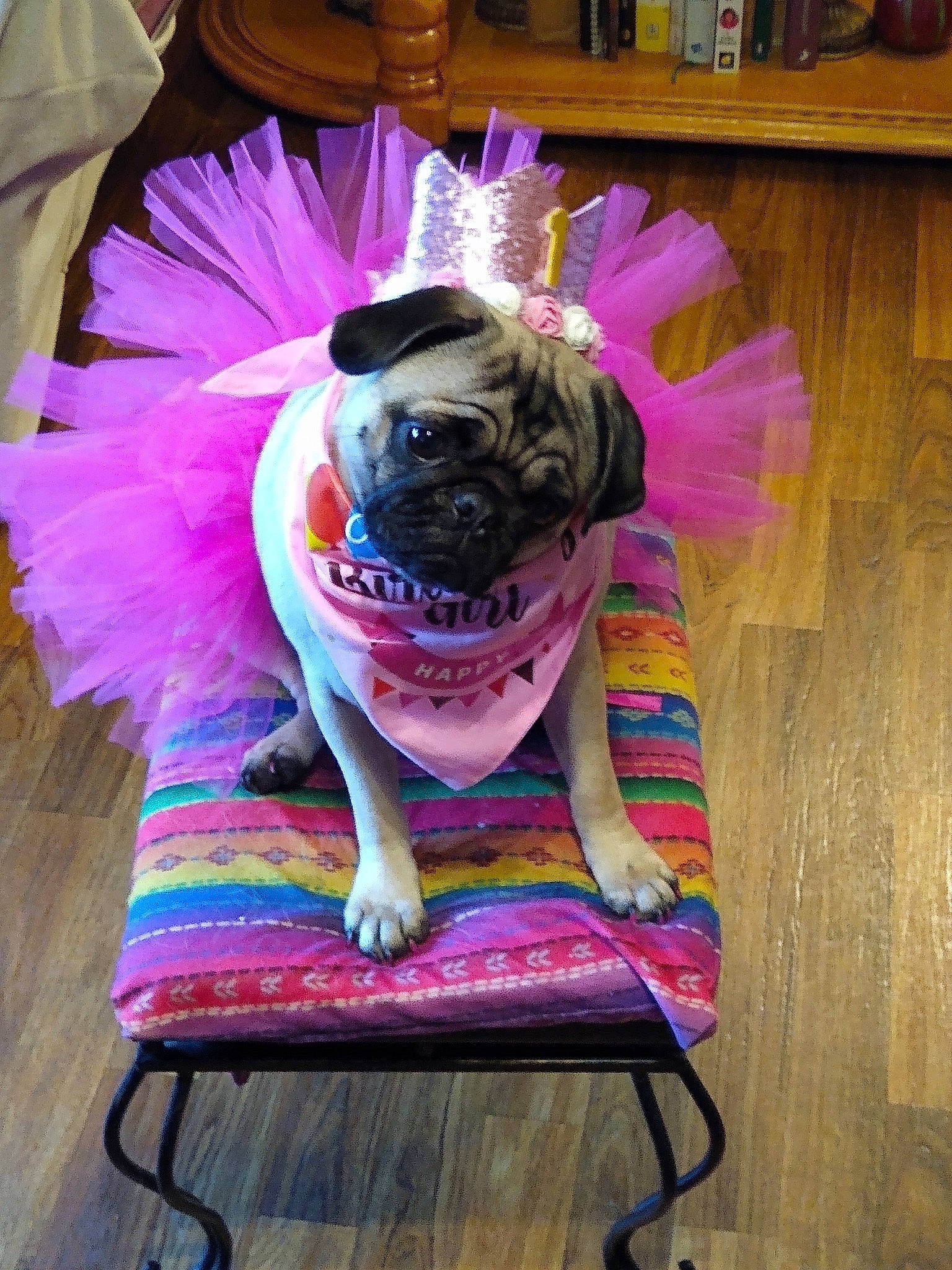 Ivy joined the competition — help win amazing prizes! cabinetry, carnivore, chair, companion_dog, dog, dog_breed, dog_clothes, dog_supply, eyewear, fawn, furniture, hardwood, headgear, magenta, pink, purple, snout, toy_dog, violet, wood