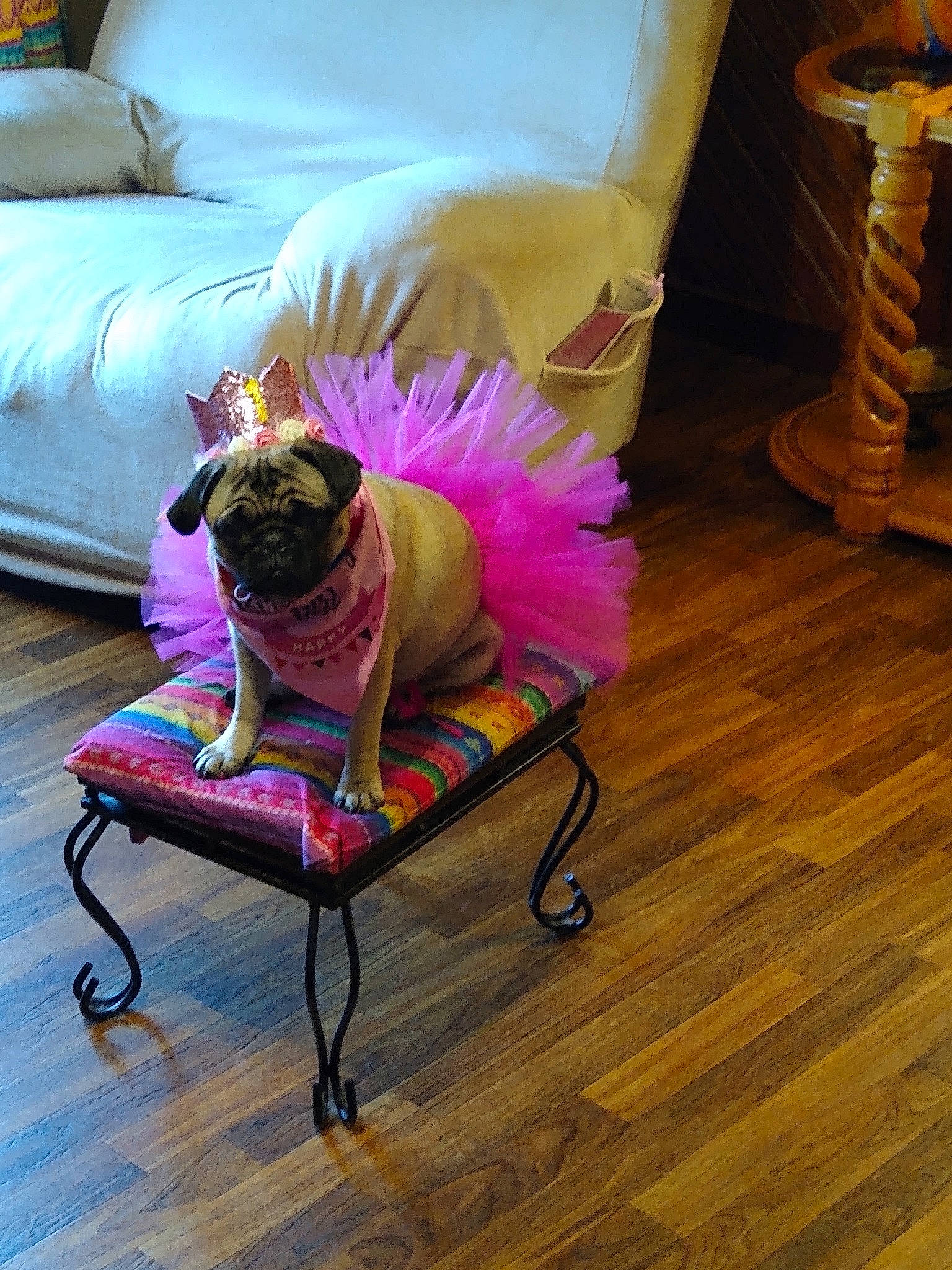 Ivy is registered to the contest to win money with this photo: bag, carnivore, chair, comfort, companion_dog, couch, dog, dog_breed, dog_supply, fawn, floor, flooring, furniture, pet_supply, pink, plant, purple, sunglasses, textile, wood