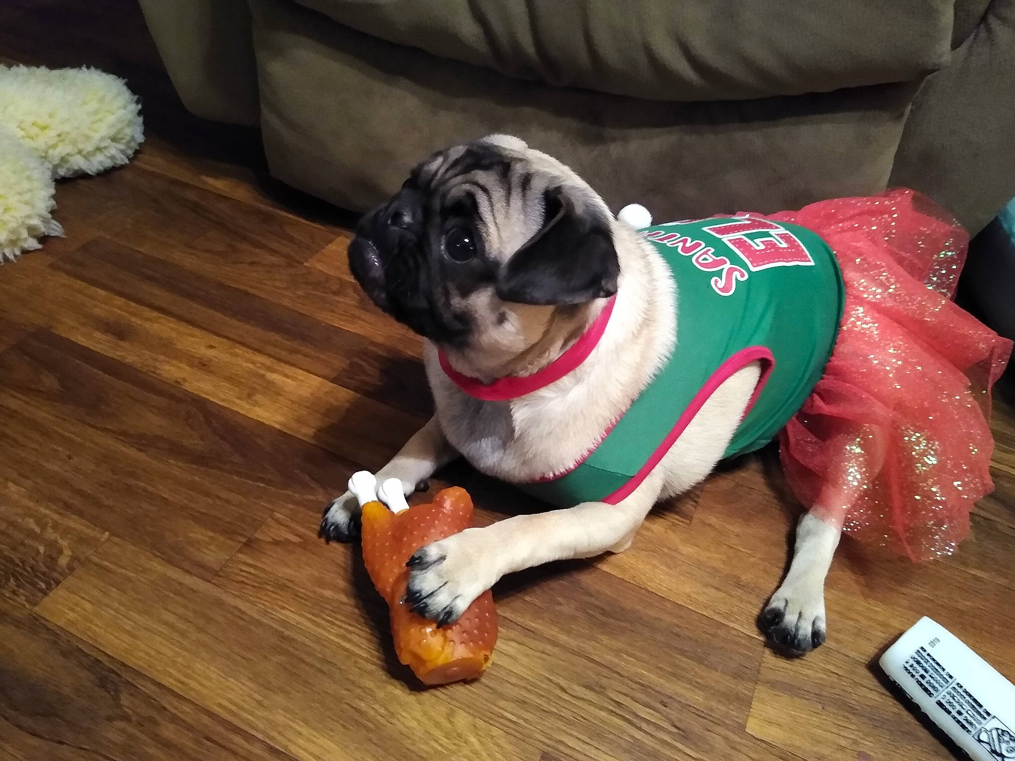 Ivy joined the competition — help win amazing prizes! carnivore, collar, companion_dog, dog, dog_breed, dog_clothes, dog_collar, dog_supply, fawn, flooring, hardwood, laminate_flooring, leash, pet_supply, pug, snout, tail, toy_dog, wood, wood_stain