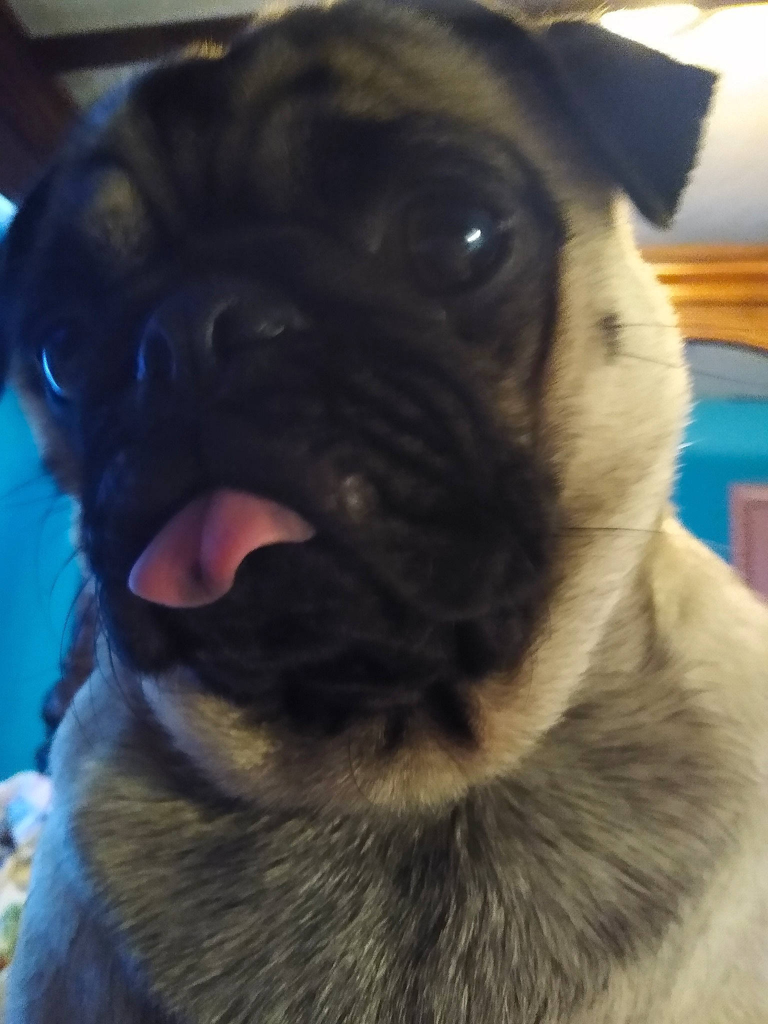 Ivy is registered to the contest to win money with this photo: cameras_optics, canidae, carnivore, companion_dog, dog, dog_breed, ear, eye, fawn, fur, head, human_body, iris, nose, pug, snout, sporting_group, toy_dog, whiskers, wrinkle