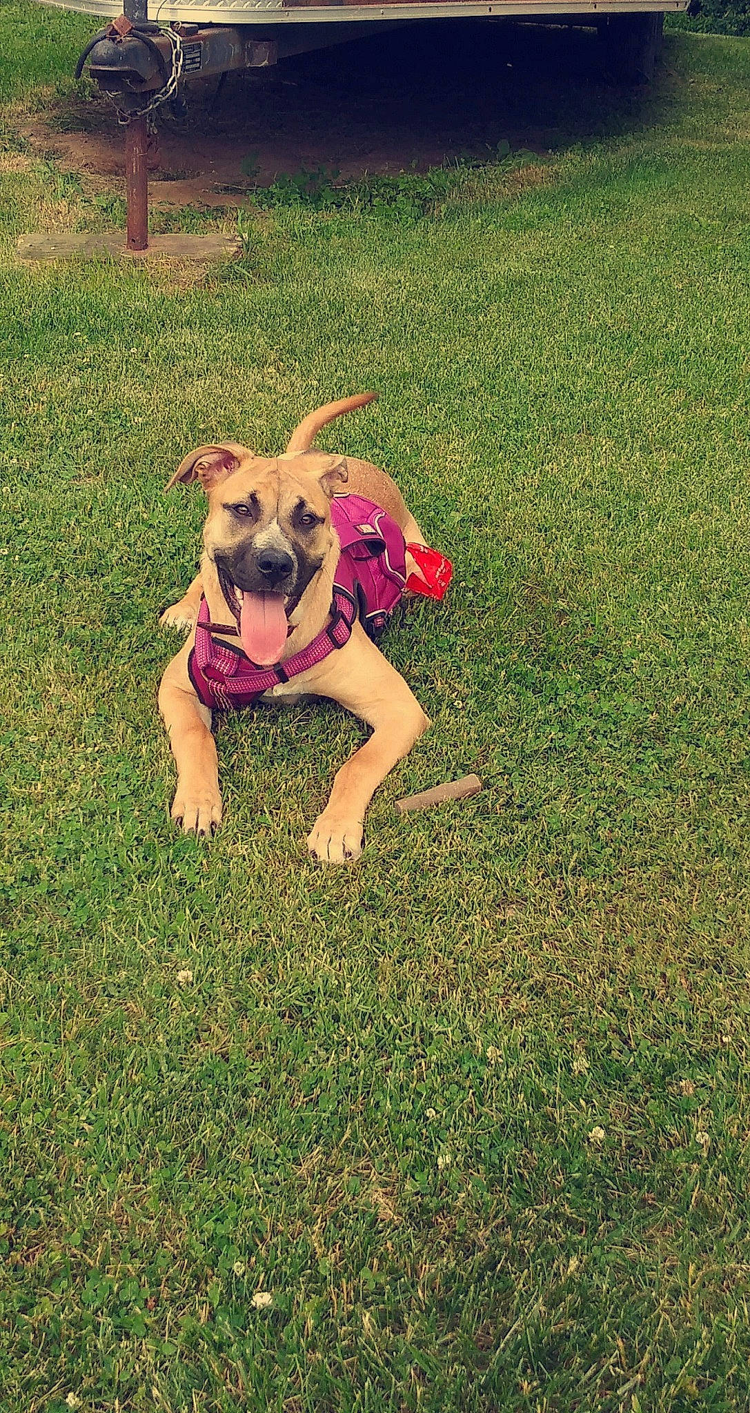 Baileigh is registered to the contest to win money with this photo: canidae, carnivore, dog, dog_breed, fawn, grass, lawn, mammal, plant