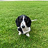 Daisy is registered to the contest to win money with this photo: dog, puppy, dachshund, grass, outdoor, greenery, pet, animal, canine, cute, young, fur, ears, tail, nature, lawn, park, daylight, sitting, looking