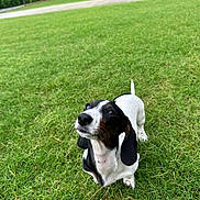 Daisy is registered to the contest to win money with this photo: dog, puppy, grass, outdoor, greenery, pet, animal, nature, ears, black_and_white, cute, looking_up, lawn, suburban, daytime, canine, floppy_ears, small_dog, playful, adorable