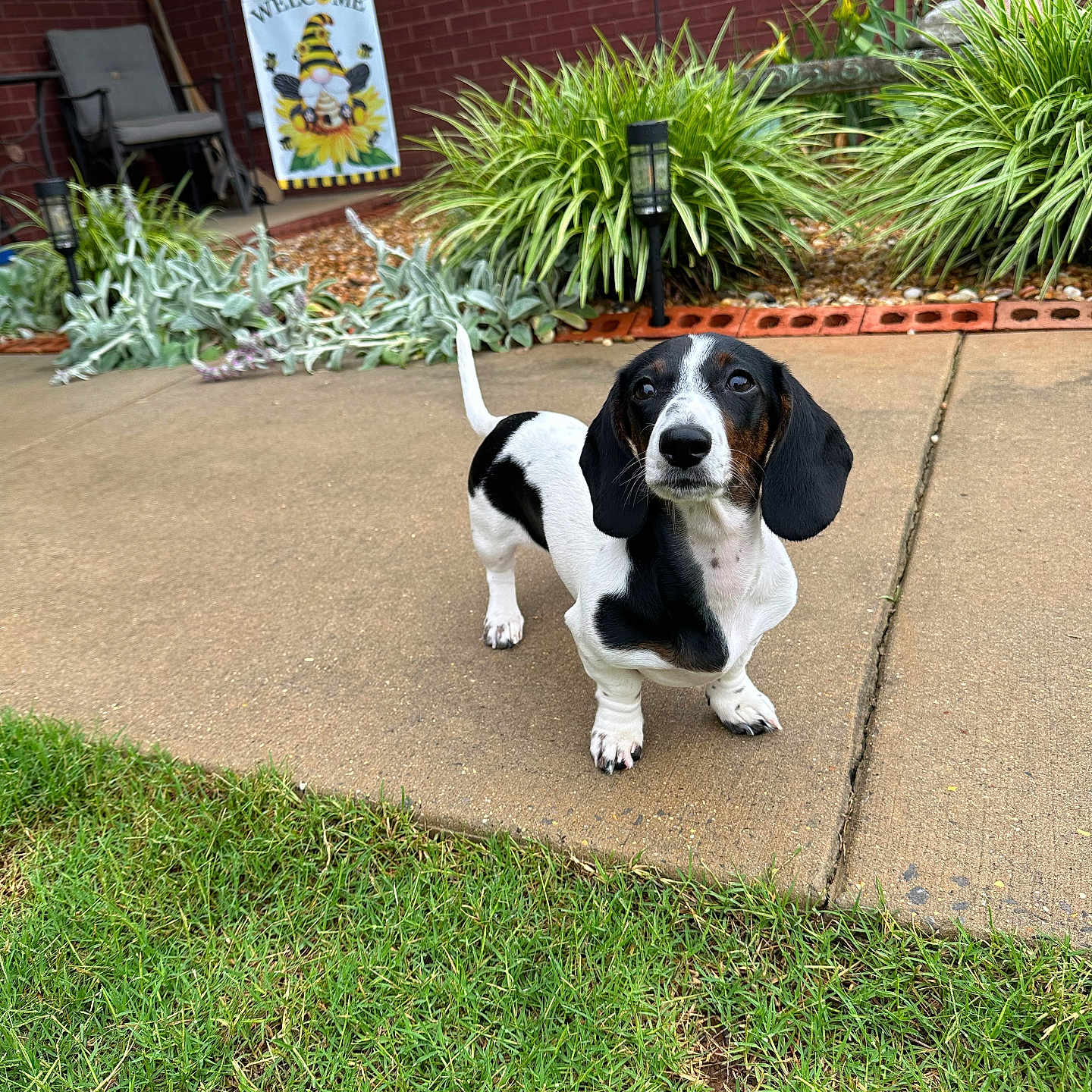 Daisy