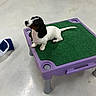 Daisy joined the competition — help win amazing prizes! puppy, dog, dachshund, small, pet, animal, indoor, platform, purple, green, floor, concrete, cute, young, sitting, looking_up, four_legs, ears, tail, domestic