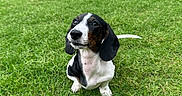 Daisy is registered to the contest to win money with this photo: dog, puppy, dachshund, grass, greenery, outdoor, canine, pet, animal, cute, sitting, black_and_white, nature, young, fur, ears, snout, small, looking_up, park
