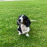 dog, puppy, dachshund, grass, greenery, outdoor, canine, pet, animal, cute, sitting, black_and_white, nature, young, fur, ears, snout, small, looking_up, park