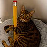 cat, tabby, pencil, toy, pet, animal, bed, fluffy, gray, fur, curious, indoor, relaxed, whiskers, ears, claws, striped, cute, playful, resting