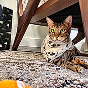 Arthur is registered to the contest to win money with this photo: cat, bengal_cat, blanket, paw_print, wooden_chair, rug, patterned_rug, toy, orange_toy, indoor, pet, feline, animal, cozy, curious, alert, lying_down, fur, whiskers, ears