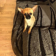 Bella participe au concours pour gagner de l'argent avec cette photo : animal, black, blanket, brown, chihuahua, cozy, cute, dog, ears, floor, fur, indoor, looking_up, pet, puppy, small_dog, standing, striped, texture, wooden_floor