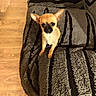 animal, black, blanket, brown, chihuahua, cozy, cute, dog, ears, floor, fur, indoor, looking_up, pet, puppy, small_dog, standing, striped, texture, wooden_floor