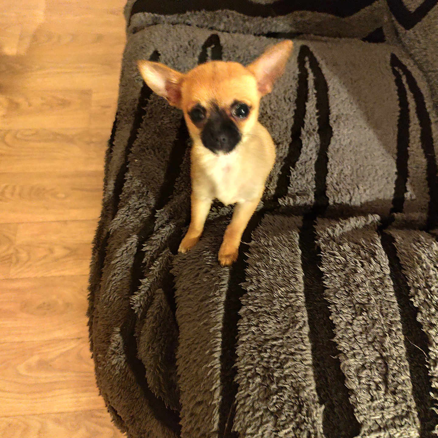 Bella participe au concours pour gagner de l'argent avec cette photo : animal, black, blanket, brown, chihuahua, cozy, cute, dog, ears, floor, fur, indoor, looking_up, pet, puppy, small_dog, standing, striped, texture, wooden_floor
