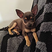 Beethoven participe au concours pour gagner de l'argent avec cette photo : puppy, dog, small_dog, chihuahua, brown_fur, tan_markings, pointy_ears, large_eyes, lying_down, blanket, fuzzy_blanket, indoor, portrait, close_up, pet, cute, relaxed, couch, soft_texture, animal_photography