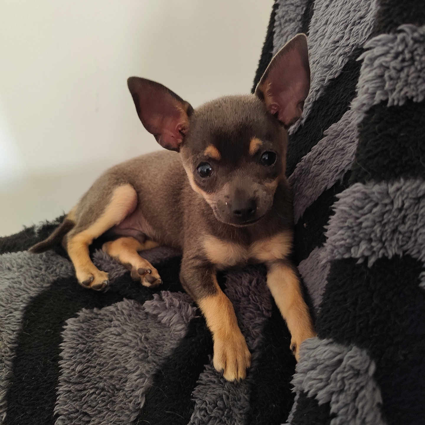 Beethoven participe au concours pour gagner de l'argent avec cette photo : puppy, dog, small_dog, chihuahua, brown_fur, tan_markings, pointy_ears, large_eyes, lying_down, blanket, fuzzy_blanket, indoor, portrait, close_up, pet, cute, relaxed, couch, soft_texture, animal_photography